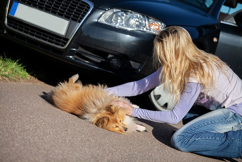 L’accident de la voie publique chez les chiens et chats