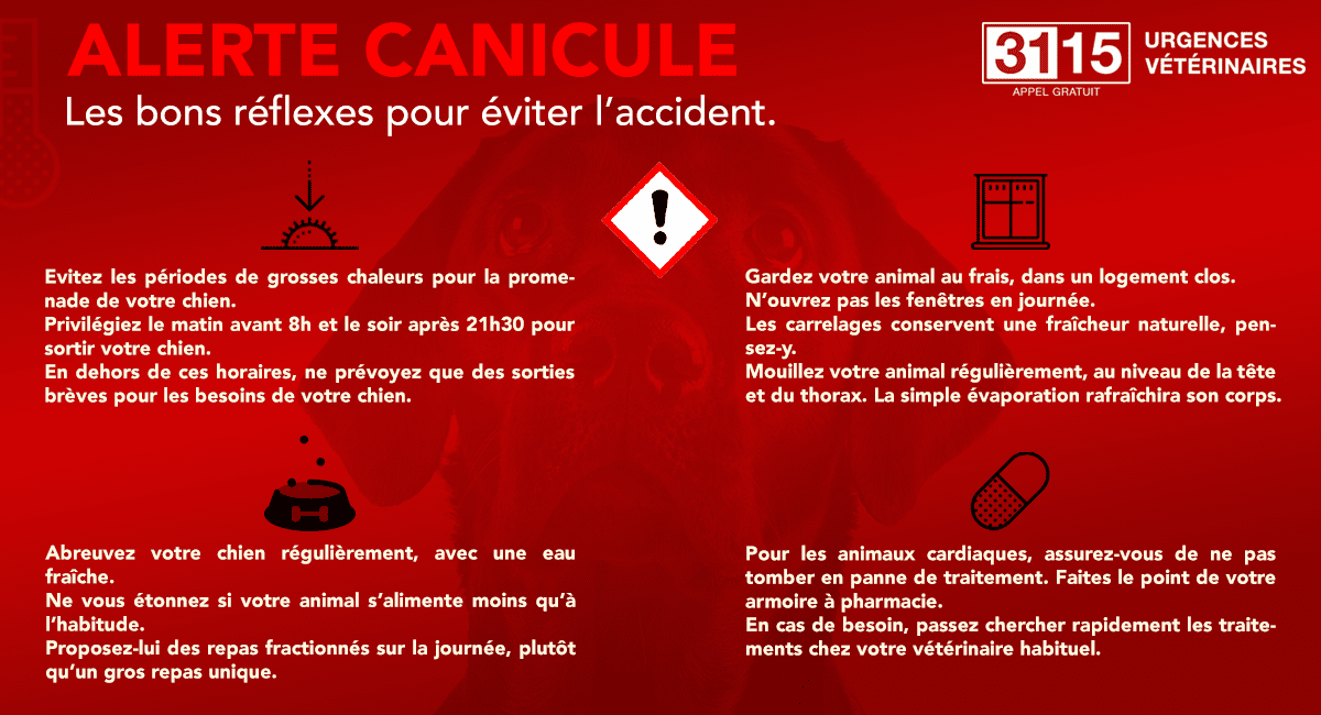 Conseils canicule pour le chien