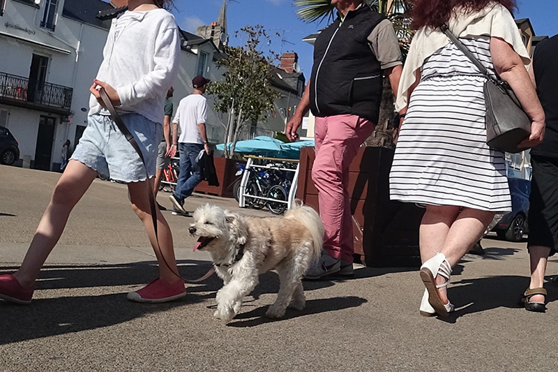Brûlure des coussinets chez le chien en période de chaleur à Toulouse