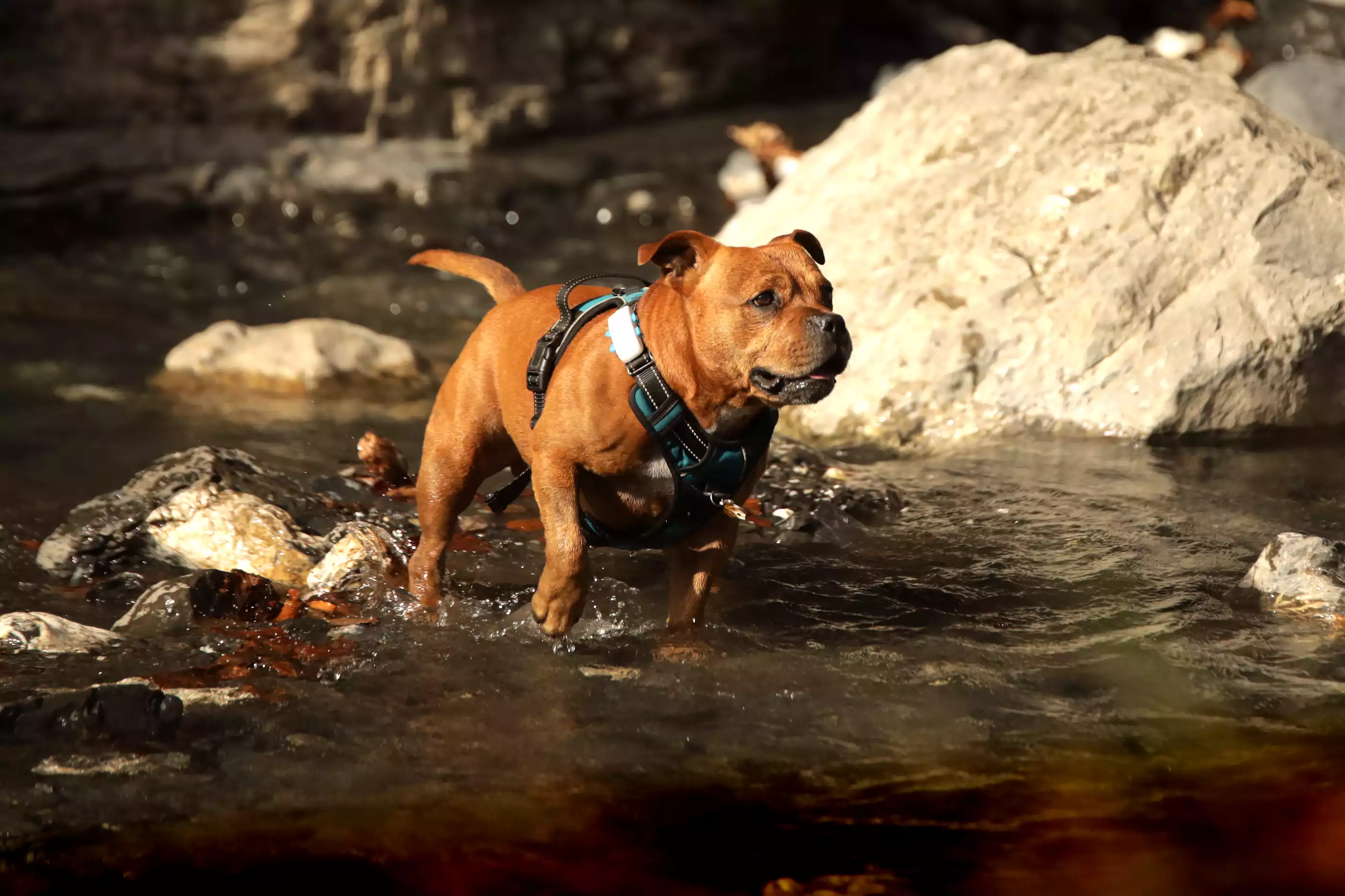 Canicule à Toulouse : 3 conseils pour vos animaux Canicule à Toulouse : 3 conseils pour vos animaux