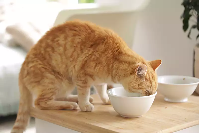 Canicule à Toulouse : 3 conseils pour vos animaux Canicule à Toulouse : 3 conseils pour vos animaux