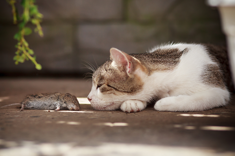 Urgences VETERINAIRES Toulouse 24h/24