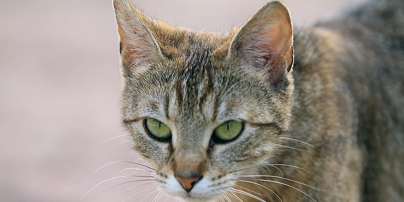 Mon chat vomit | Urgences Vétérinaires Toulouse | Vétérinaire de Garde
