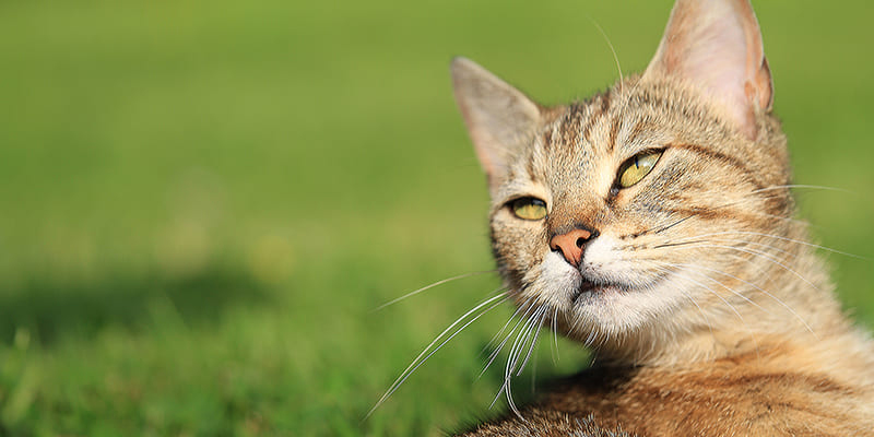 Mon chat vomit | Urgences Vétérinaires Toulouse | Vétérinaire de Garde