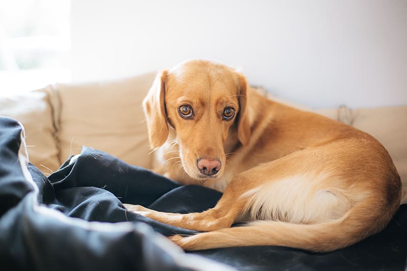 Mon chien à la diarrhée