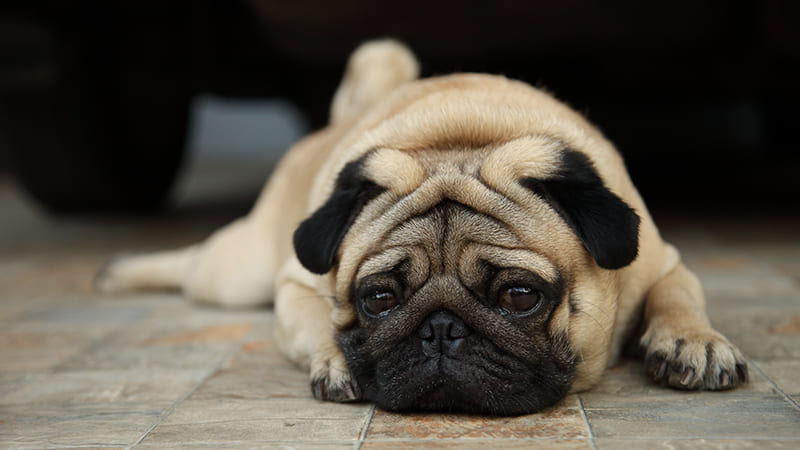 Mon chien a la diarrhée