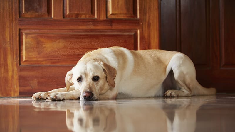 Mon chien a de la fièvre