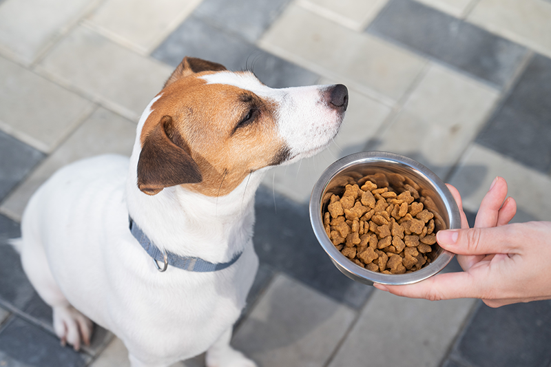 Chien refusant sa gamelle