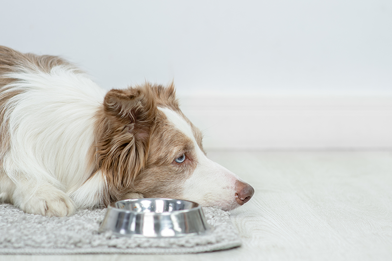 Urgences VETERINAIRES Toulouse 24h/24