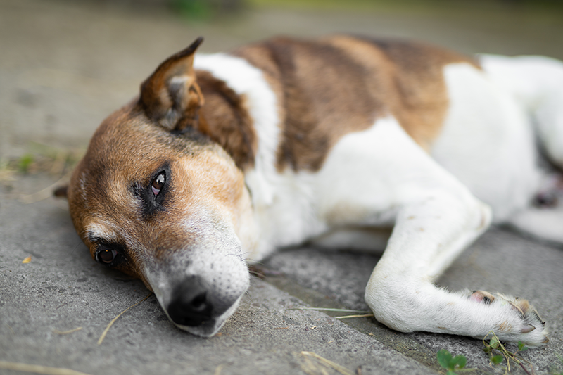 Chien malade, couché et fatigué