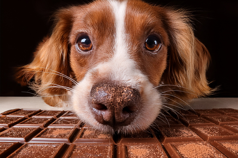 Pâques, recrudescence d'intoxications au chocolat chez le chien Pâques, recrudescence d'intoxications au chocolat chez le chien