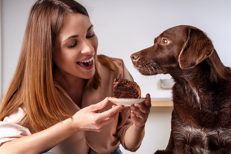 Pâques, recrudescence d'intoxications au chocolat chez le chien Pâques, recrudescence d'intoxications au chocolat chez le chien