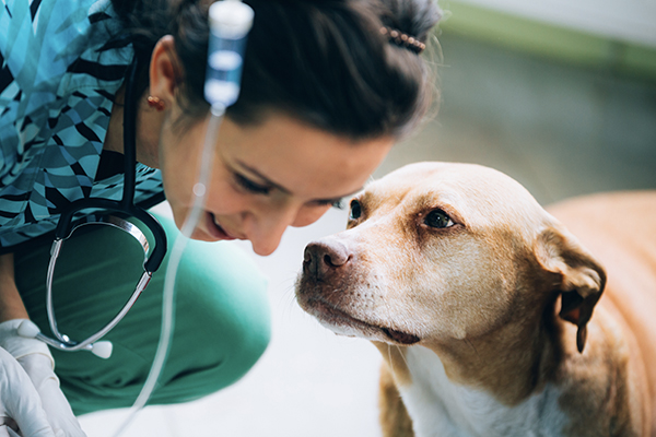 VETERINAIRE de Garde Montauban, Tarn et Garonne