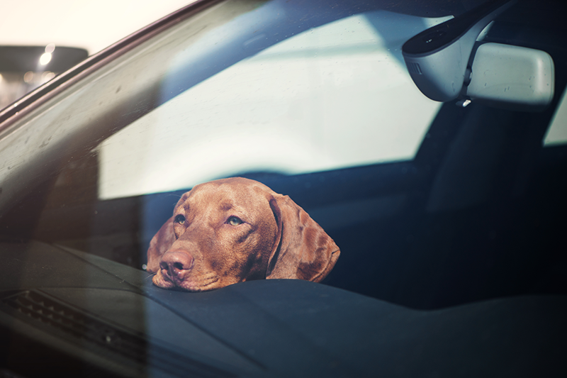 Coup de chaleur chez le chien à Toulouse : Prévention et symptômes Coup de chaleur chez le chien à Toulouse : Prévention et symptômes