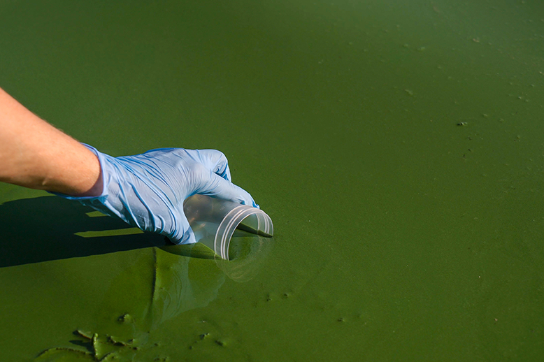Cyanobactéries à Toulouse : Alerte et Précautions à Prendre