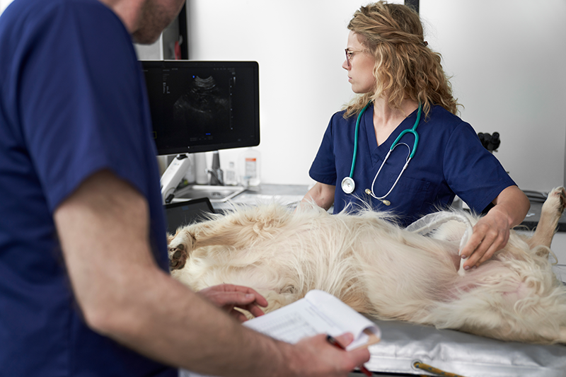 Urgences VETERINAIRES Toulouse 24h/24