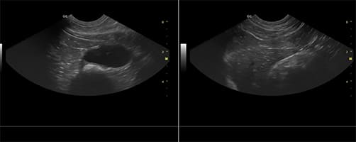 L'echographie en urgence | Urgences VETERINAIRES Toulouse