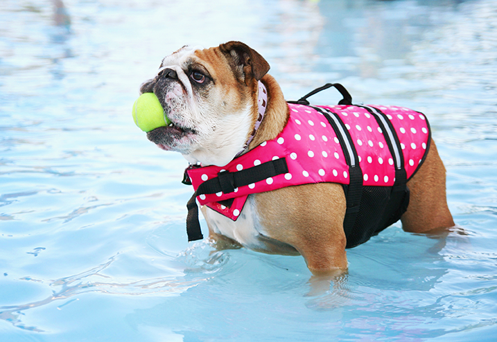 Urgences VETERINAIRES Toulouse Urgences VETERINAIRES Toulouse 24h/24