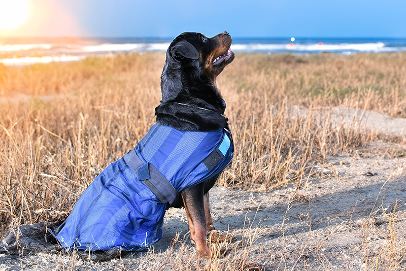 Meilleur gilet rafraîchissant pour chien : Guide d'achat Meilleur gilet rafraîchissant pour chien : Guide d'achat