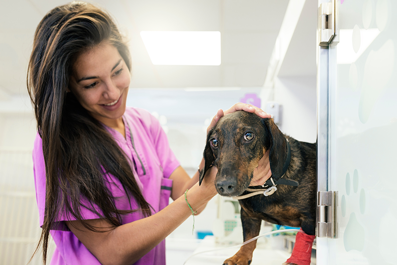 Urgences VETERINAIRES Toulouse 24h/24
