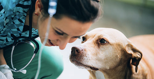 SOS Urgences Vétérinaires CHIEN