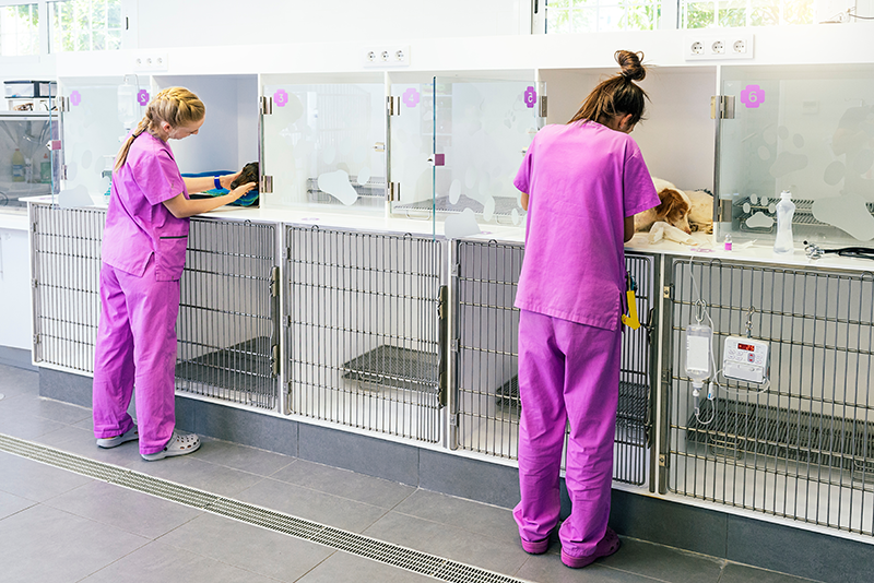 Urgences Vétérinaires Toulouse - Dr. DEMAEGDT Alexandra