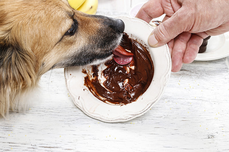 L’intoxication au chocolat chez le chien