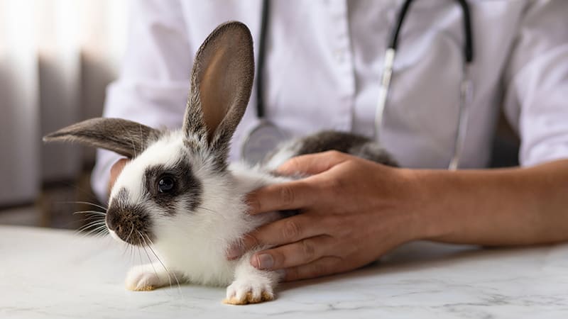 Mon lapin ne mange plus