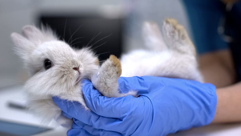 Mon lapin a la diarrhée