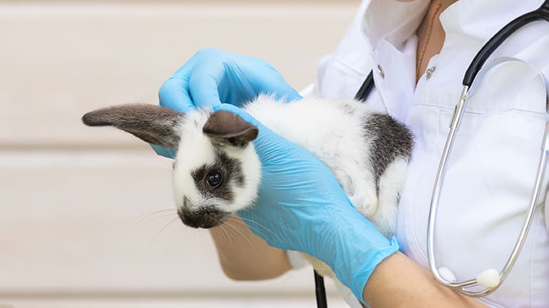 Mon lapin a la tête penchée