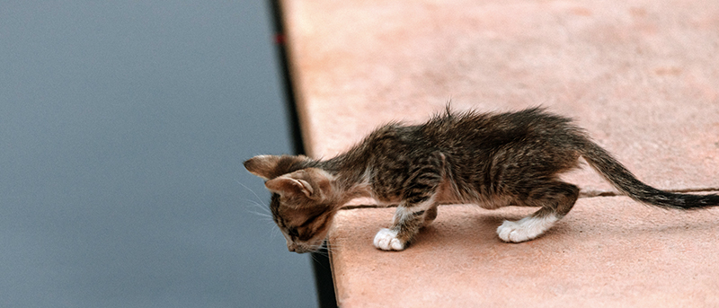 Les 4 Pattounes, protection et défense de l'animal