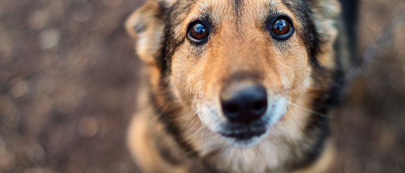 Les 4 Pattounes, protection et défense de l'animal