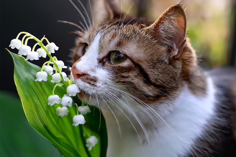 1er mai : Le muguet est toxique chez le chat ! 1er mai : Le muguet est toxique chez le chat !