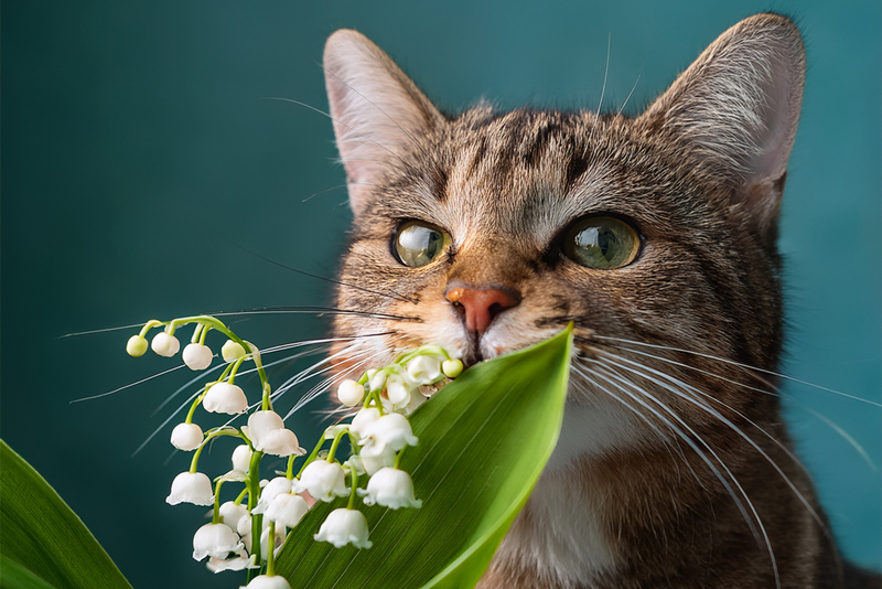 1er mai : Le muguet est toxique chez le chat ! 1er mai : Le muguet est toxique chez le chat !