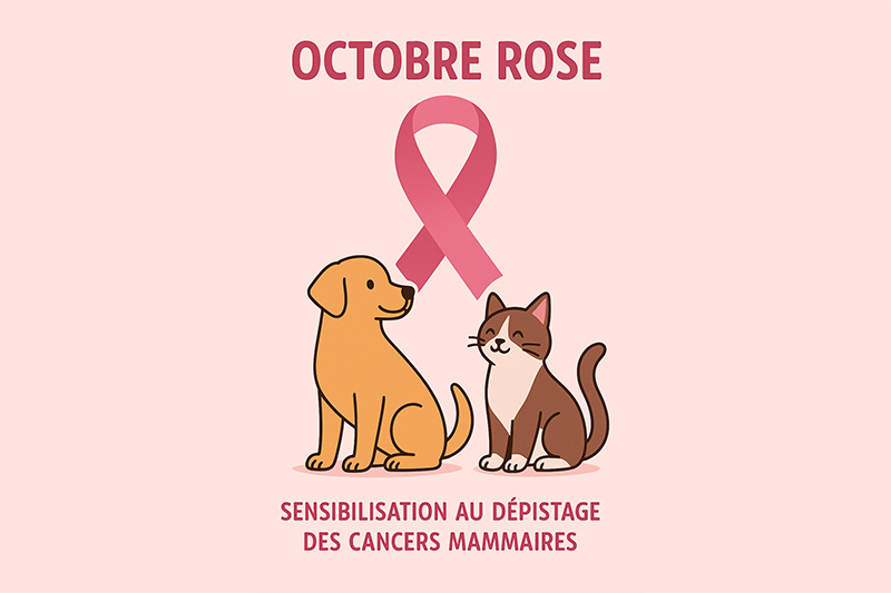 Octobre Rose, chez les chiens et chats aussi !