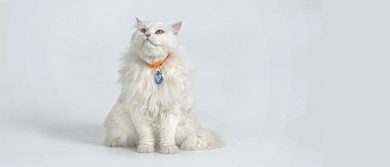PetLova Tag, l’identification de votre chien et chat PetLova Tag, l’identification de votre chien et chat