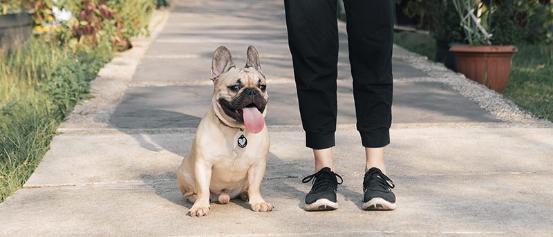 PetLova Tag, l’identification de votre chien et chat PetLova Tag, l’identification de votre chien et chat