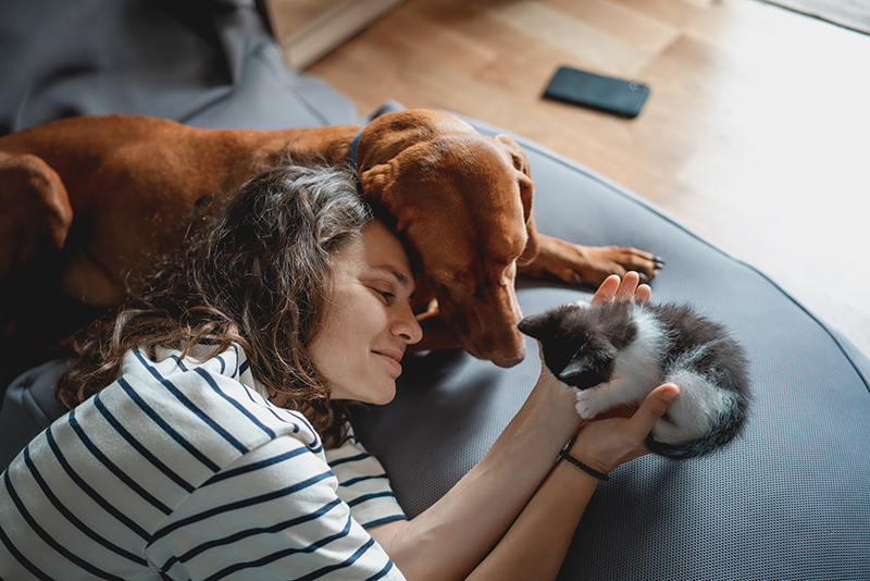 A Toulouse, les chiens et chats protégés en cas de violences familiales