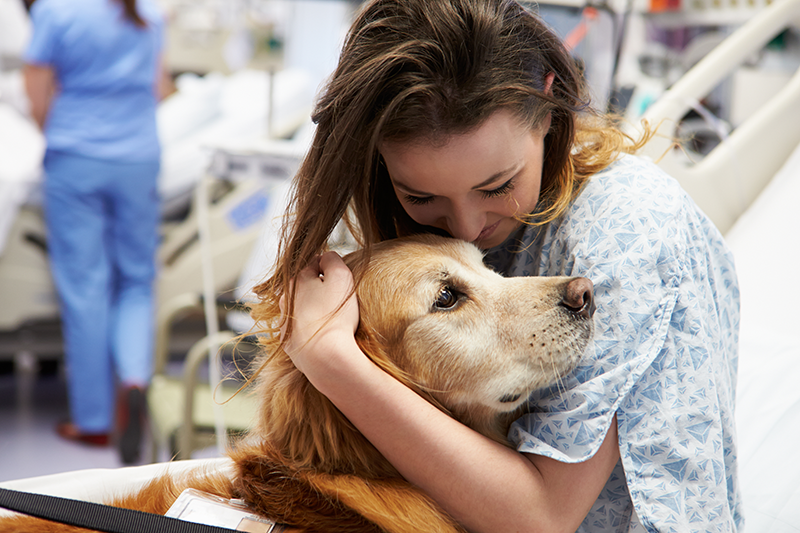 A Toulouse, les chiens et chats protégés en cas de violences familiales