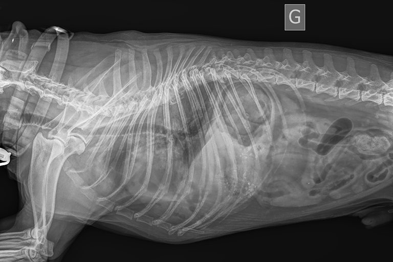 Urgences VETERINAIRES Toulouse 24h/24