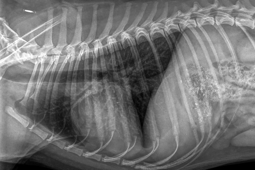 Urgences VETERINAIRES Toulouse 24h/24