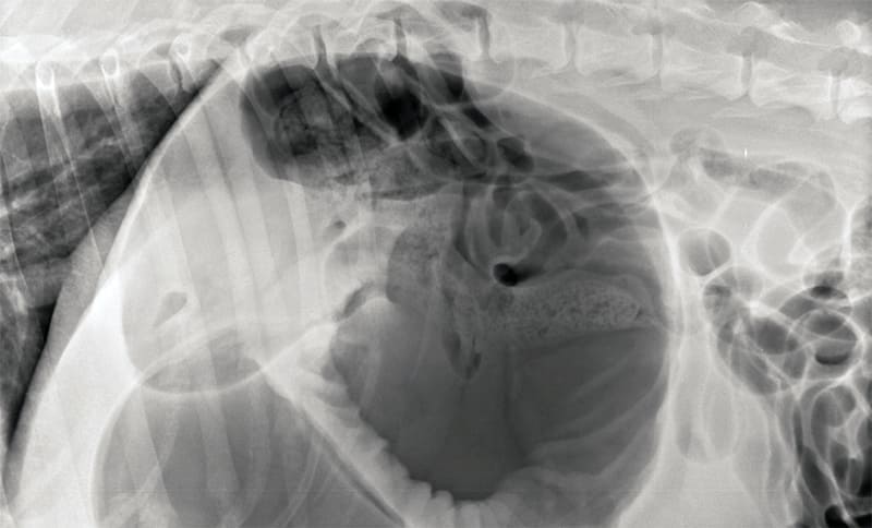 La Radiographie en urgence | Urgences VETERINAIRES Toulouse