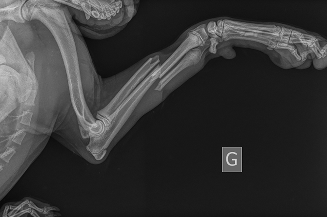 Urgences Vétérinaires Toulouse - Dr. DEMAEGDT Alexandra