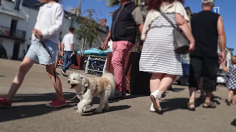 La trottinette electrique, un danger pour votre chien La trottinette electrique, un danger pour votre chien