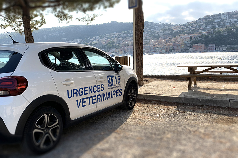 Urgence Vétérinaire Toulon, nouvelle équipe AdomVET!