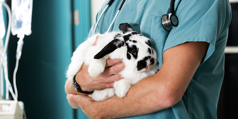 Urgences VETERINAIRES Toulouse 24h/24