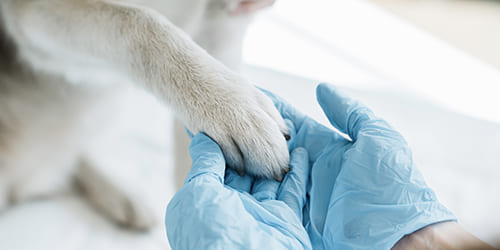 Urgences VETERINAIRES Toulouse 24h/24