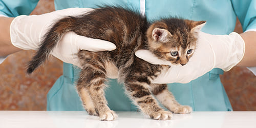 Urgences VETERINAIRES Toulouse 24h/24
