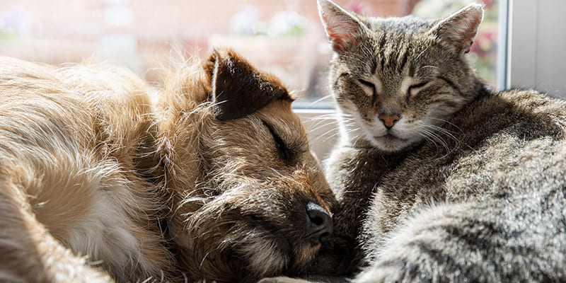 L'euthanasie à domicile de mon animal