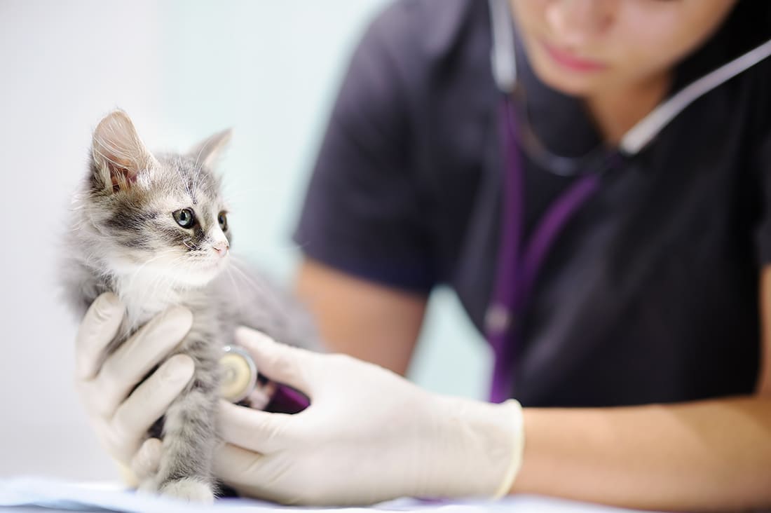 Les urgences vétérinaires à domicile sur Purpan